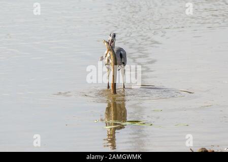 Vue avant vue rapprochée de l'alimentation en héron gris britannique (Ardea cinerea), isolée dans l'eau qui a du mal à manger de grandes anguilles. Oiseau affamé, grand appétit. Banque D'Images