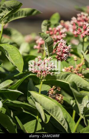 Fleur de milkweed (Asclepias syriaca), plante à fleurs Banque D'Images