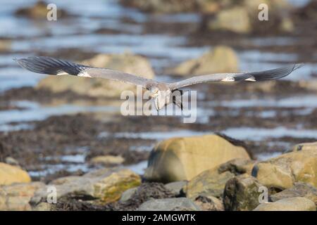 Vue rapprochée avant de l'oiseau heron gris du Royaume-Uni (Ardea cinerea) isolé en vol à mi-vol. Héron côtier survolant au bord de la mer au-dessus de piscines rocheuses, plage du Royaume-Uni. Banque D'Images