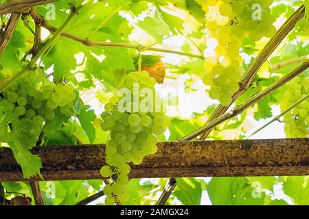 Raisins blancs mûrs Kish-Mish. Récolte de fruits sur une journée ensoleillée. Fruits biologiques dans le jardin Banque D'Images