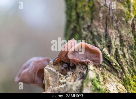 Oreilles en bois / champignon de l'oreille de juif - Auricularia auricula-judae - sur l'aîné commun / Sambucus nigra. Alimentation, nourriture fourragée, champignons à l'oreille de bois. Banque D'Images