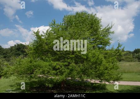 Feuillage de printemps de l'decidous ou marais de conifères cyprès chauve (Taxodium distichum) dans un parc Banque D'Images