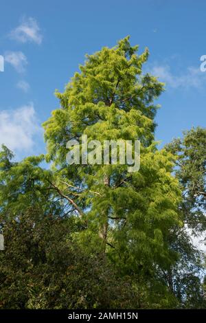 Feuillage de printemps de l'decidous ou marais de conifères cyprès chauve (Taxodium distichum) dans un parc Banque D'Images