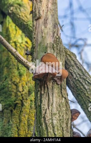 Oreilles en bois / champignon de l'oreille de juif - Auricularia auricula-judae - sur l'aîné commun / Sambucus nigra. Alimentation, nourriture fourragée, champignons à l'oreille de bois. Banque D'Images