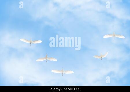 Coin de grues blanches dans le ciel bleu nuageux. Oiseaux migrateurs volant sur le ciel bleu. La grue sibérienne, Leucogeranus leucogeranus, ou arc blanc sibérien Banque D'Images