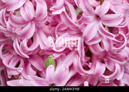 Gros plan d'une fleur de jacinthe rose (en jacinthus) avec un bourgeon vert Banque D'Images