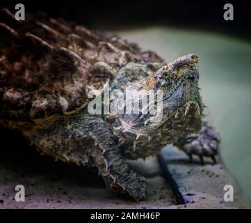 La tortue alligator Macrochelys temminckii est une espèce de tortue de la famille des Chelydridae. Banque D'Images