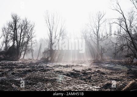 Dans les bois, hiver gel partout dans cet endroit de rêve Banque D'Images