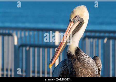 Portrait d'un adulte de Pelican brun (Pelecanus occidentalis). Banque D'Images