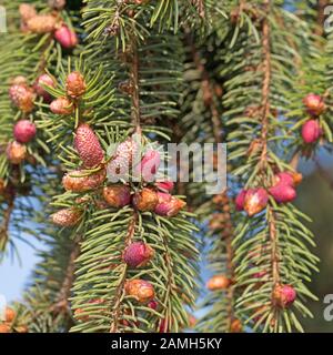 Fleurs de l'épinette rouge, Picea abies Banque D'Images