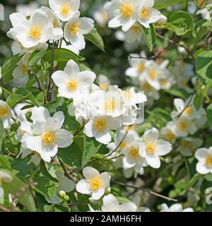florissant philadelphus coronarius au printemps Banque D'Images