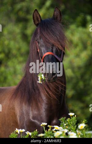 Cheval espagnol avec fleur en bouche, portrait animal, Andalousie, Espagne Banque D'Images