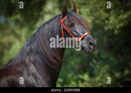 Black Pura Raza Espanola étalon avec bride rouge, portrait animal, Andalousie, Espagne Banque D'Images