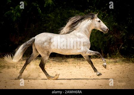 Pura Raza Espanola Stallion In Motion, Andalousie, Espagne Banque D'Images