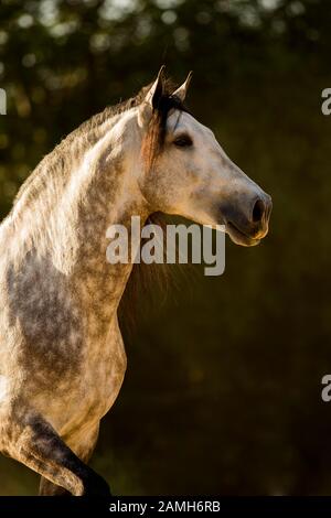 Blanc Pura Raza Espanola Stallion, Portrait Animal, Andalousie, Espagne Banque D'Images