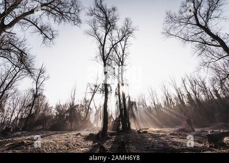 Dans les bois, hiver gel partout dans cet endroit de rêve Banque D'Images