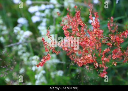 L'oseille rouge en fleurs dans un gros plan de champ Banque D'Images