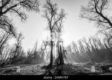 Dans les bois, hiver gel partout dans cet endroit de rêve Banque D'Images