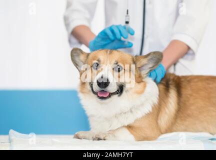 Le chien mignon de chiot gingembre Corgi se trouve sur la table ont un médecin vétérinaire en clinique pendant l'injection et la vaccination Banque D'Images