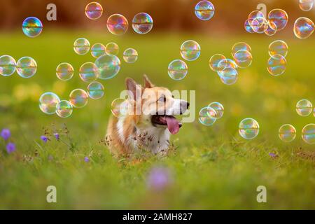 Joli gingembre le chiot chien Corgi marche sur un pré vert brillant lors d'une journée d'été ensoleillé et regarde les bulles brillantes de savon Banque D'Images