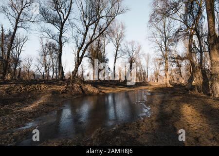 Dans les bois, hiver gel partout dans cet endroit de rêve Banque D'Images