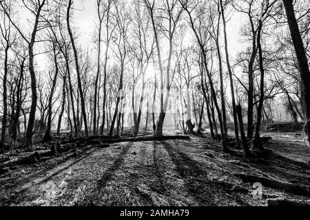 Dans les bois, hiver gel partout dans cet endroit de rêve Banque D'Images