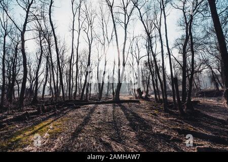 Dans les bois, hiver gel partout dans cet endroit de rêve Banque D'Images