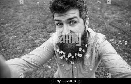 Concept de beauté naturelle. Hipster sur le visage heureux se trouve sur l'herbe, défocused. L'homme avec barbe aime le printemps, le vert pré fond. Guy avec des fleurs de celandine moindre dans la barbe prenant la photo de selfie. Banque D'Images