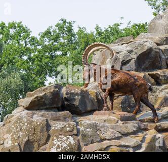 Berlin, ALLEMAGNE - 6 AOÛT 2013 : la chèvre de montagne monte sur les rochers dans le zoo aviaire de Berlin Banque D'Images