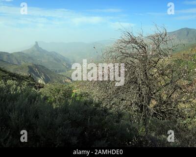 Wanderung vom Cruz Lanos de la Pez nach la Culata, Tejeda, Gran Canaria, Kanaren, espagnol Banque D'Images