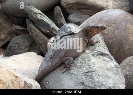 Gran Canaria-Rieseneidechse (Gallotia stehlini), Maspalomas, Gran Canaria, Espagne Banque D'Images