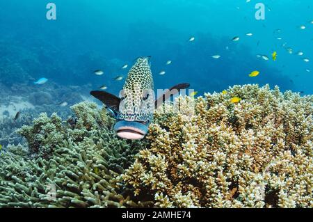 Sweetlips À Pois, Plectorhinchus Chaetodonoides, Récifs Agincourt, Port Douglas, Grande Barrière De Corail, Queensland, Australie, Mer De Corail, Pacifique Sud O Banque D'Images