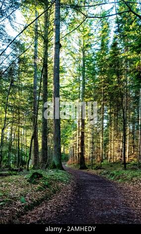 Forêt De Craigvinean, Forêt De Tay, Écosse Banque D'Images