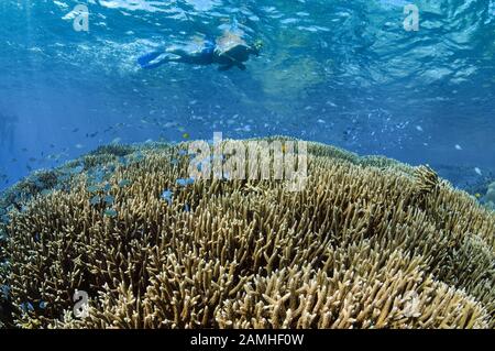 Tubas Explorant Des Jardins De Corail Durs, Des Récifs Agincourt, Port Douglas, Grande Barrière De Corail, Queensland, Australie, Mer De Corail, Océan Pacifique Sud Banque D'Images