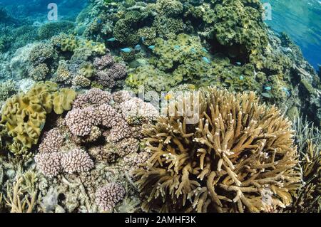 Jardins De Corail Sains, Récifs Agincourt, Port Douglas, Grande Barrière De Corail, Queensland, Australie, Mer De Corail, Océan Pacifique Sud Banque D'Images