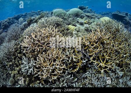 Jardins De Coraux Durs Sains, Récifs Agincourt, Port Douglas, Grande Barrière De Corail, Queensland, Australie, Mer De Corail, Océan Pacifique Sud Banque D'Images