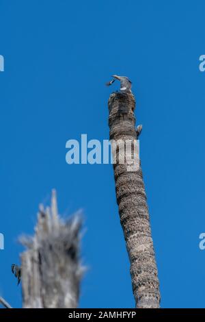 Une femme Gila Woodpecker (Melanerpes uropygialis) prend le vol depuis le sommet d'un tronc de palmier cassé à Baja California, au Mexique. Banque D'Images