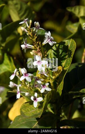 Pseuderanthemum carruthersii var. reticulatum, Puerto de Mogan, Grande Canarie, Espagne Banque D'Images