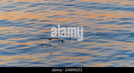 Deux pélicans bruns (Pelecanus occidentalis) survolent l'océan au large de Baja California, au Mexique. Banque D'Images