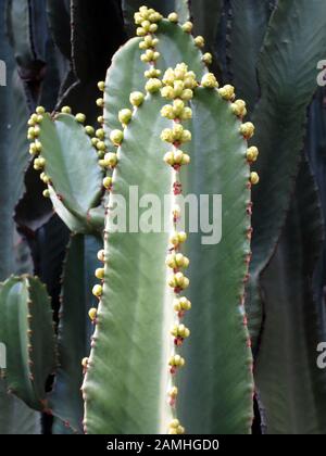 Kandelaber- Oder Kanaren-Wolfsmilch (Euphorbia Canariensis), Teror, Gran Canaria, Kanaren, Espagnol Banque D'Images