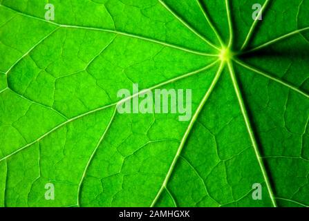 Feuille veinée - macro-plan de feuille de Nastutium verte Banque D'Images
