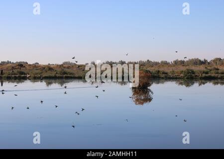 L'immigration des oiseaux dans la Réserve des terres humides d'Azraq en Jordanie Banque D'Images