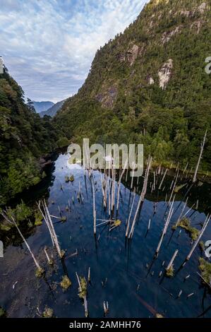 Vue aérienne du magnifique refuge de la lagune de Los Alerces, avec des larches anciennes noyées par des causes naturelles. Banque D'Images