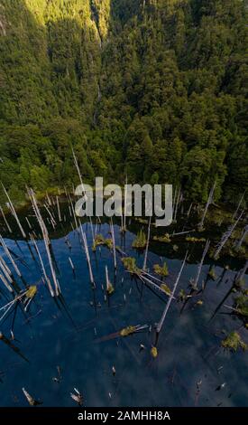 Vue aérienne du magnifique refuge de la lagune de Los Alerces, avec des larches anciennes noyées par des causes naturelles. Banque D'Images