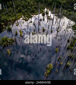 Vue aérienne du magnifique refuge de la lagune de Los Alerces, avec des larches anciennes noyées par des causes naturelles. Banque D'Images