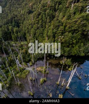 Vue aérienne du magnifique refuge de la lagune de Los Alerces, avec des larches anciennes noyées par des causes naturelles. Banque D'Images