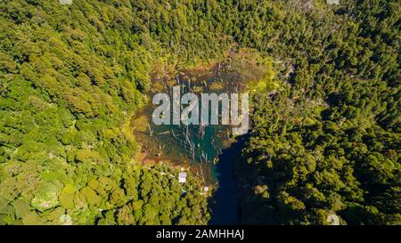 Vue aérienne du magnifique refuge de la lagune de Los Alerces, avec des larches anciennes noyées par des causes naturelles. Banque D'Images