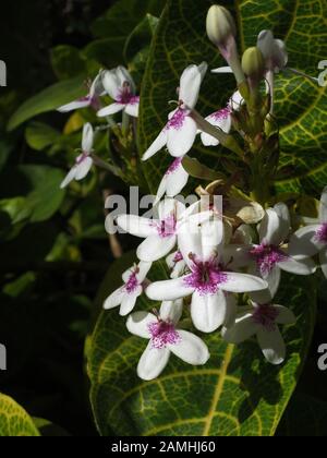 Pseuderanthemum carruthersii var. reticulatum, Puerto de Mogan, Grande Canarie, Espagne Banque D'Images