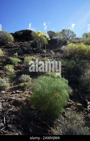 Liens Rutenkraut (Ferula Linkii), Puerto De Mogan, Gran Canaria, Espagnol, Banque D'Images