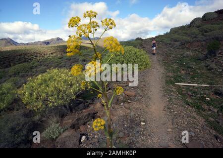 Liens Rutenkraut (Ferula Linkii), Puerto De Mogan, Gran Canaria, Espagnol Banque D'Images
